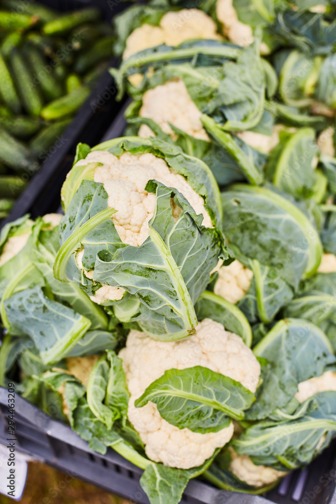 Brassica oleracea cabbage. Agricultural exhibition. Fresh harvest Brassica oleracea cabbage. Agricultural exhibition. Fresh harvest