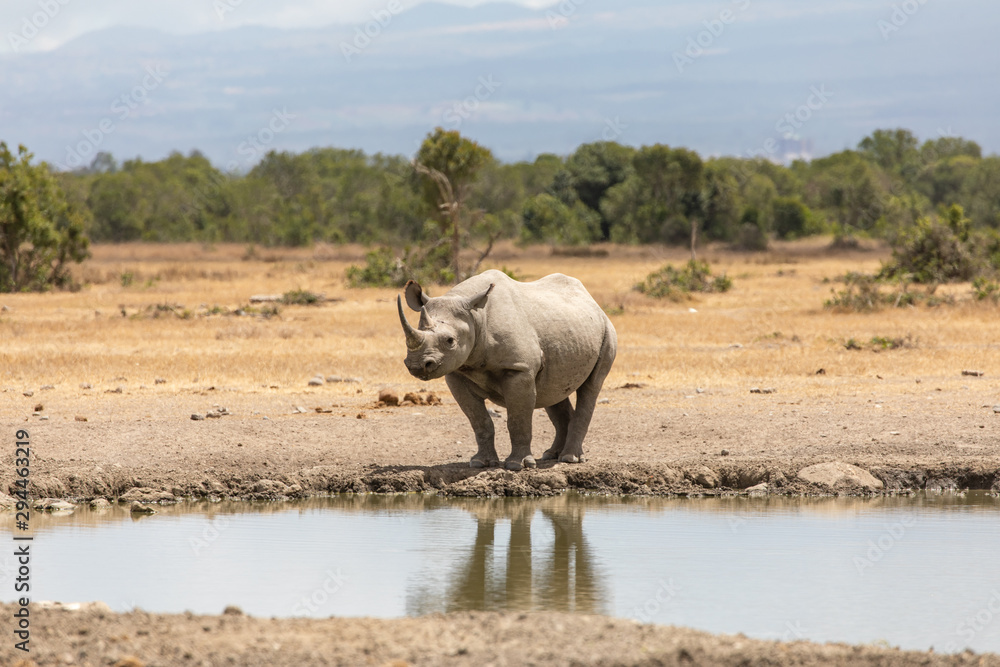 One Lone White Rhino Reflected in a Watering Hole, Nanyuki, Kenya, Africa One Lone White Rhino Reflected in a Watering Hole, Nanyuki, Kenya, Africa