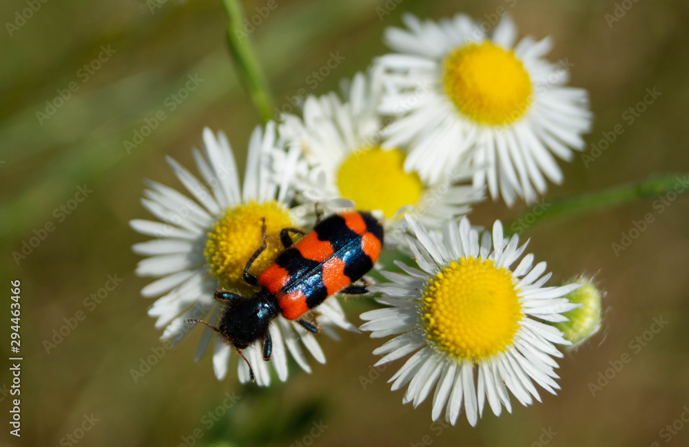 bug on flowers
