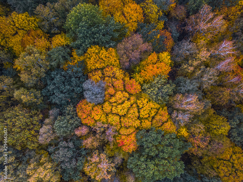 Aerial Drone view of colorful top of the forest at Autumn