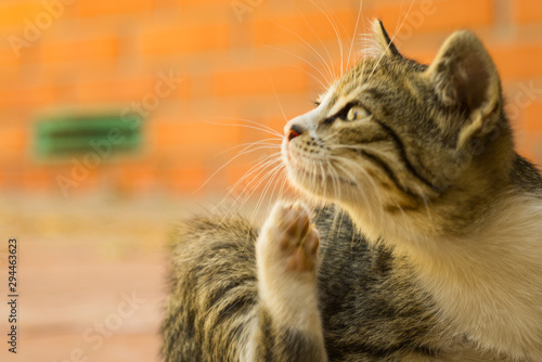 Tabby kitten paw scratches behind the ear. Fleas and ticks in domestic animals.