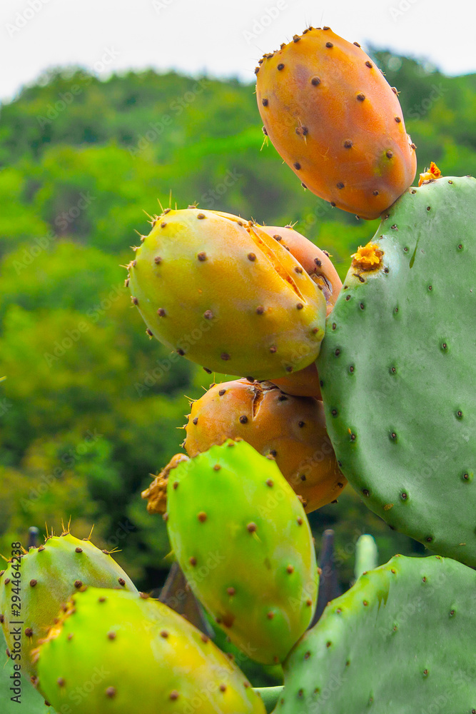 Prickly pear cactus with orange and green fruits Prickly pear cactus with orange and green fruits