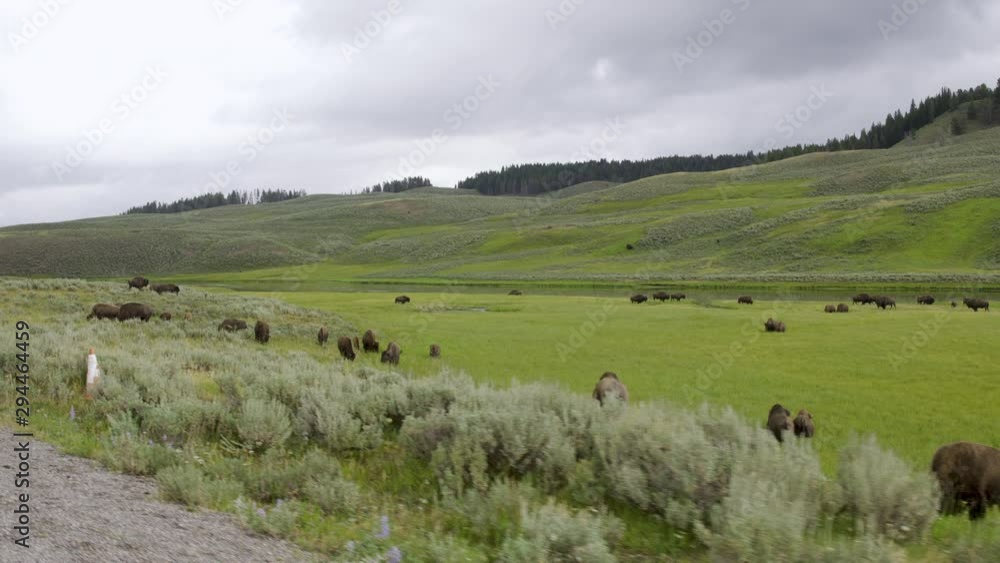 Lamar Valley Filled With Bison on a Cloudy Day Lamar Valley Filled With Bison on a Cloudy Day