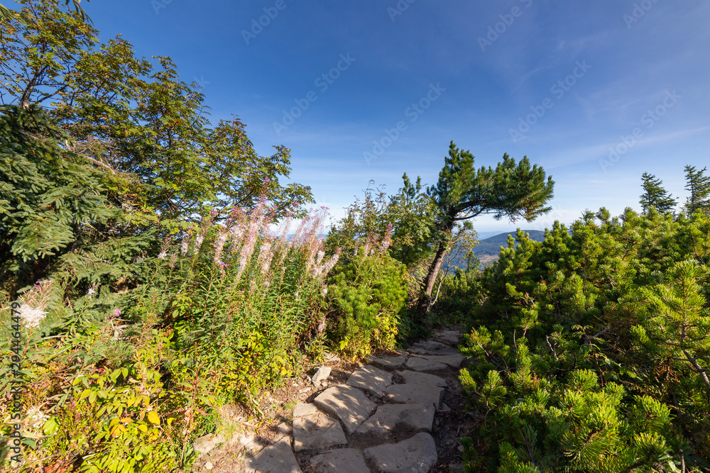 Trees and other plants at mountain path