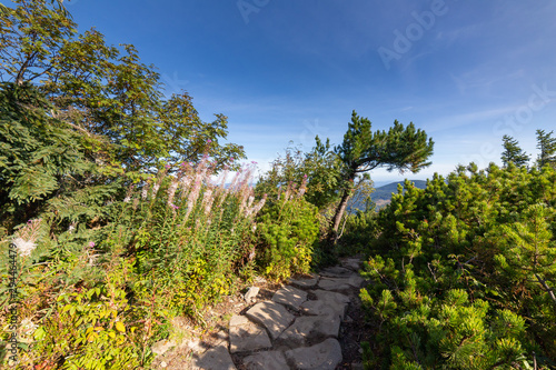 Fototapeta Naklejka Na Ścianę i Meble -  Trees and other plants at mountain path