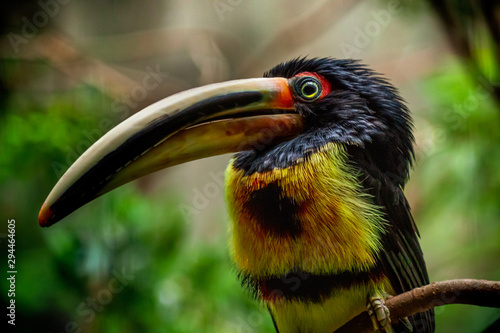 portrait of a tropical toucan bird