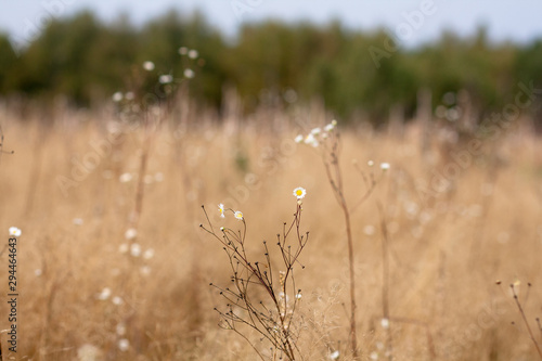Dry daisy bush on the background of a blurred field of dry brown grass and green forest on a hot sunny summer day, selective focus. August drought. Matricaria