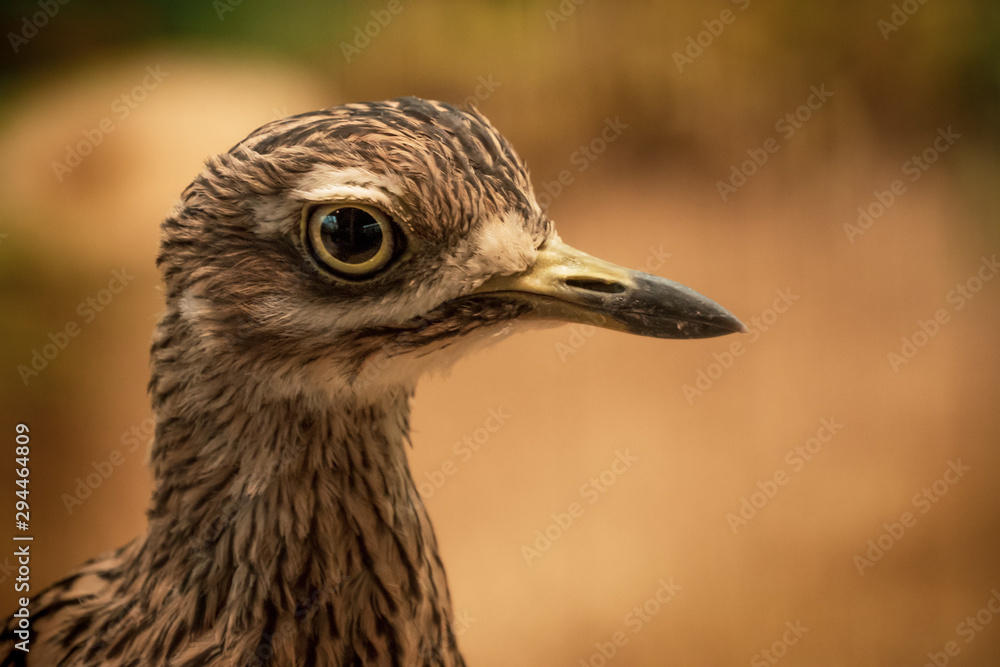 portrait of a bird portrait of a bird