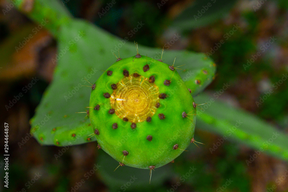 Prickly pear cactus with green fruit close-up Prickly pear cactus with green fruit close-up