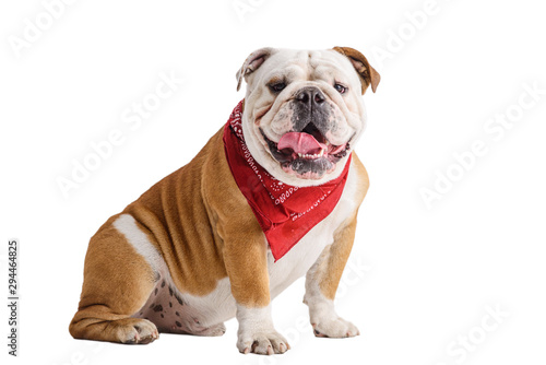 english bulldog portrait on white background