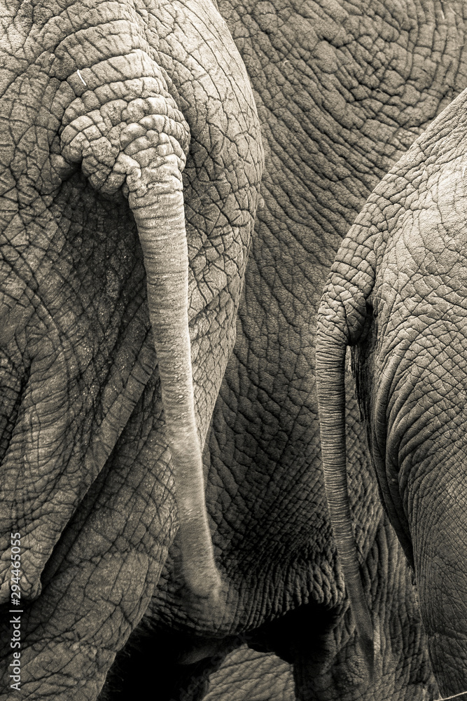 tails of elephants standing in group