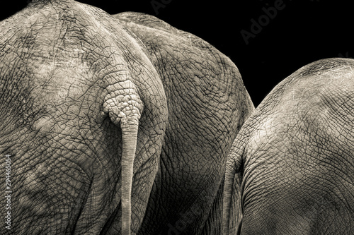 Photography tails of elephants standing in group