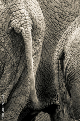 tails of elephants standing in group