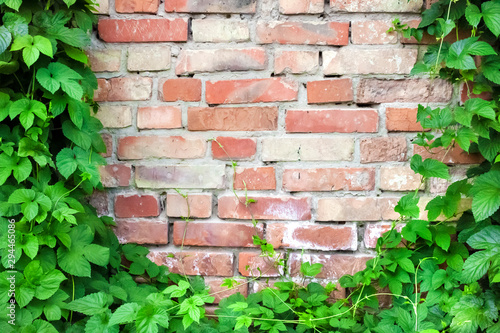 Green hop plant climbing on old brick wall. Copy space