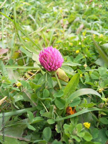 beautiful clover flower in the meadow