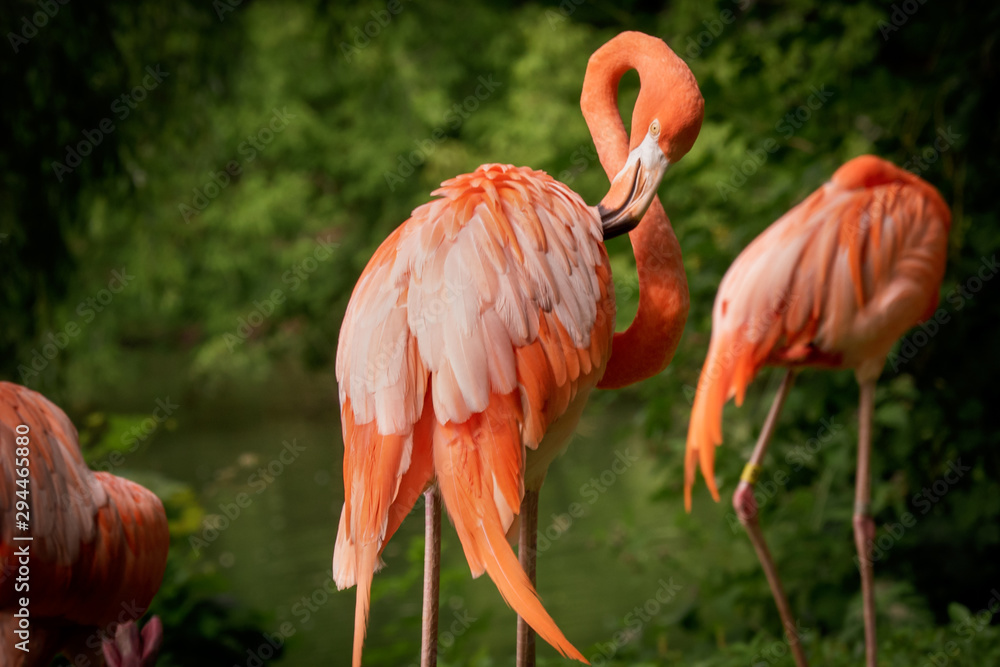 Flamingo cleaning its pink feathers with its beak Flamingo cleaning its pink feathers with its beak