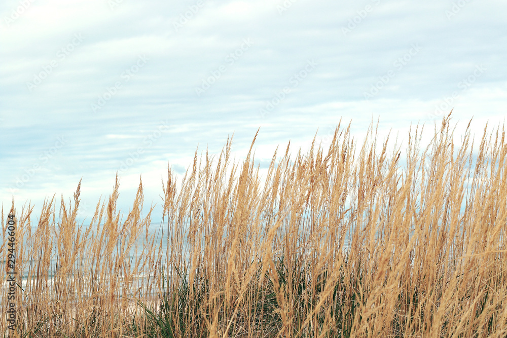 Fototapeta premium empty Baltic sea beach