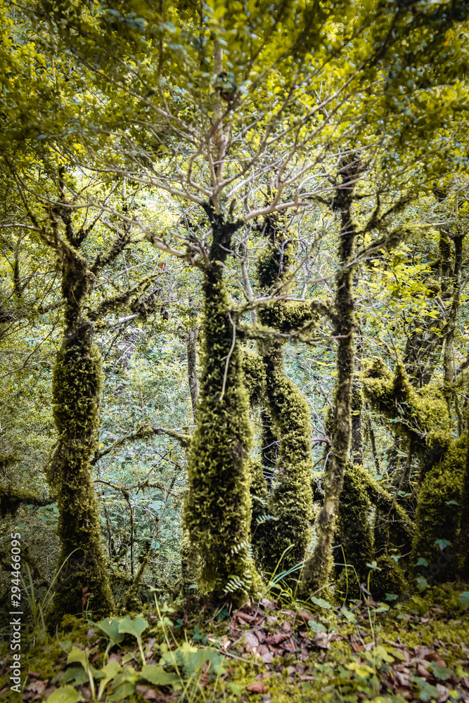 Obraz premium beautiful old trees, trunks covered with moss, in wild forest