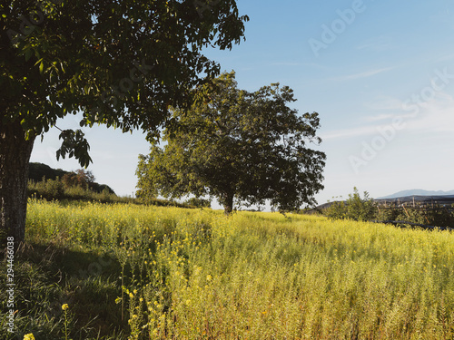 Fototapeta Naklejka Na Ścianę i Meble -  Mature walnut tree in the middle of a rapeseed field (Juglans regia)
