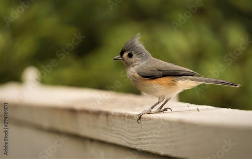 An adorable Tufted Titmouse (Baeolophus bicolor) perching on the wooden fence enjoy watching and resting on the blurry garden background, Autumn in GA USA.