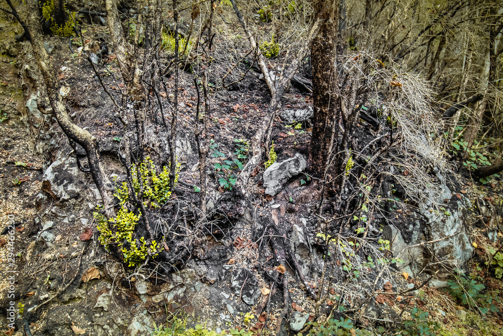 burnt trees in a beautiful forest, consequences of natural catastrophe burnt trees in a beautiful forest, consequences of natural catastrophe