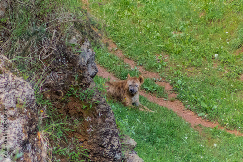 a hyena resting in a green meadow