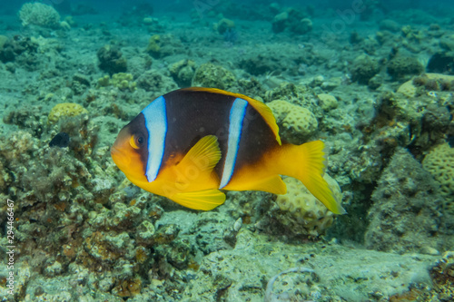 Clownfish in the Red Sea Colorful and beautiful, Eilat Israel