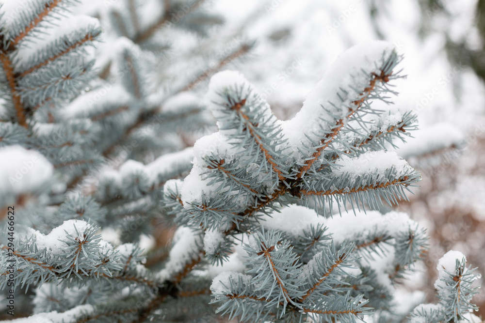 snow covered fir tree branches snow covered fir tree branches