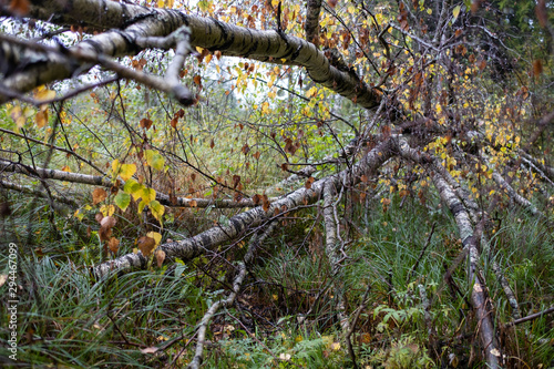 birch in the rain in the autumn forest