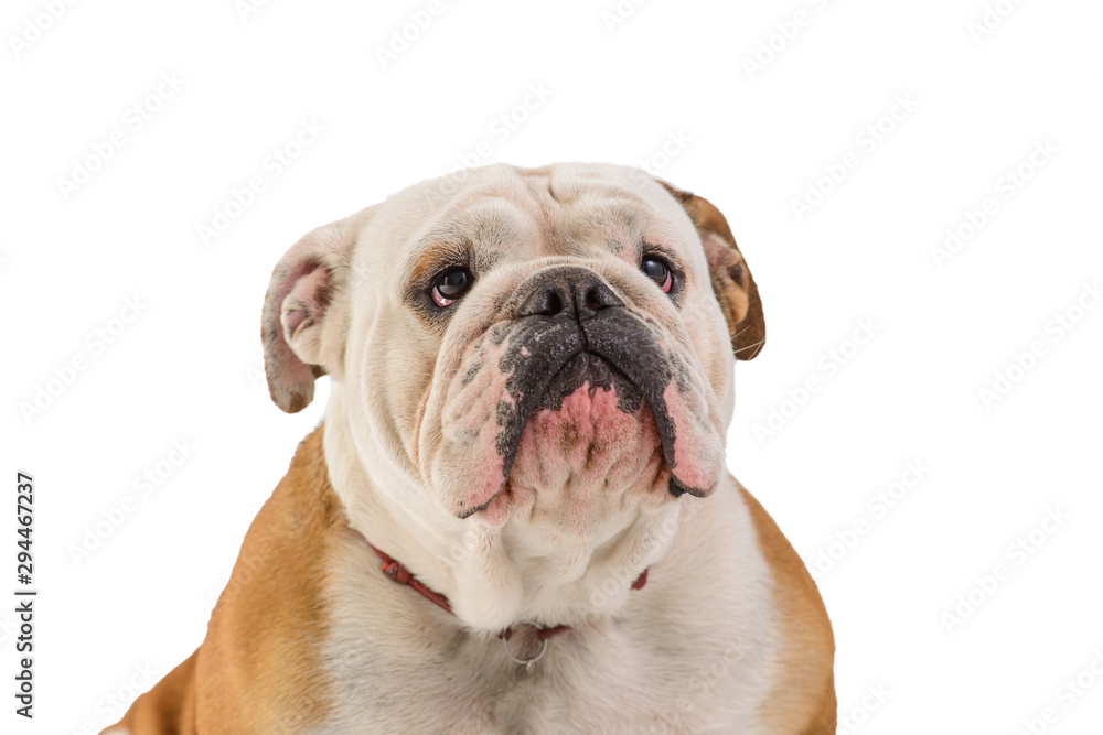 english bulldog portrait on white background