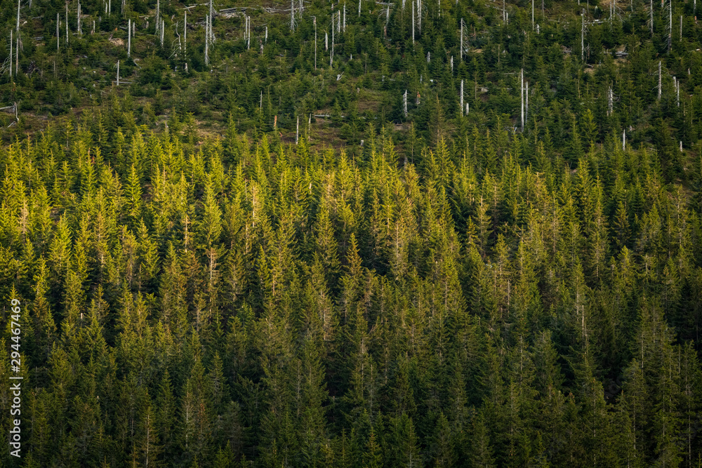 Summer sunlight on green trees in the in Krkonose National park forest, Czech Republic