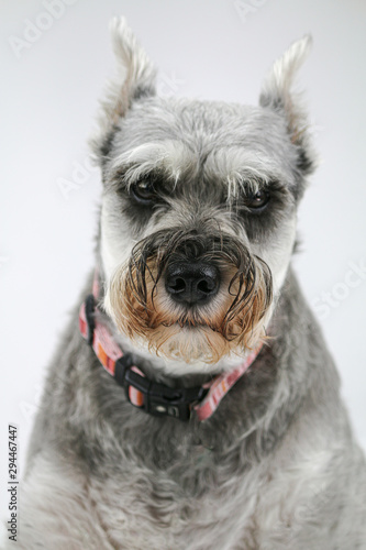 Mini Schnauzer Dog Studio Portrait