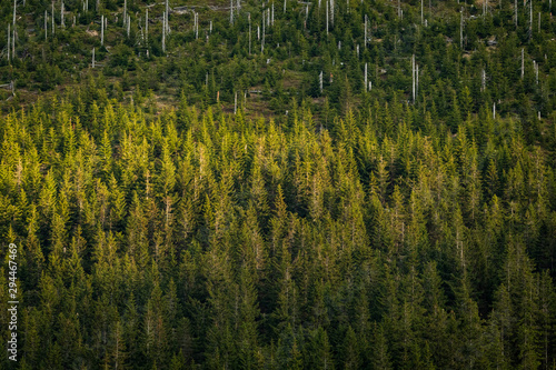 Obraz na płótnie Summer sunlight on green trees in the in Krkonose National park forest, Czech Republic w salonie