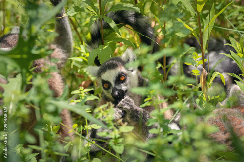 Portrait of adult lemur katta among vegetation