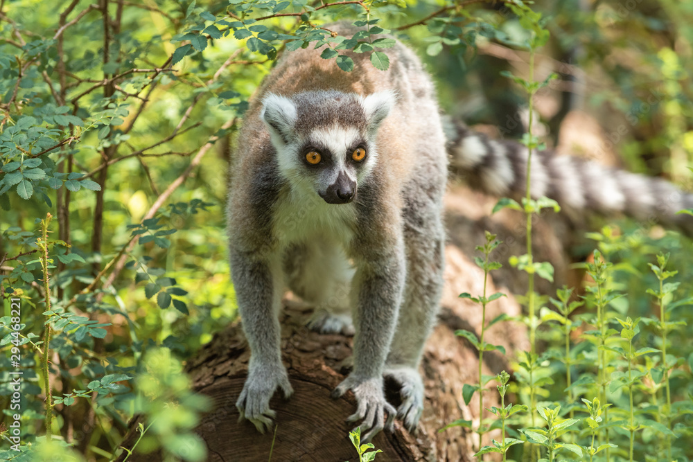 Obraz premium Portrait of kutta lemur on a fallen tree trunk