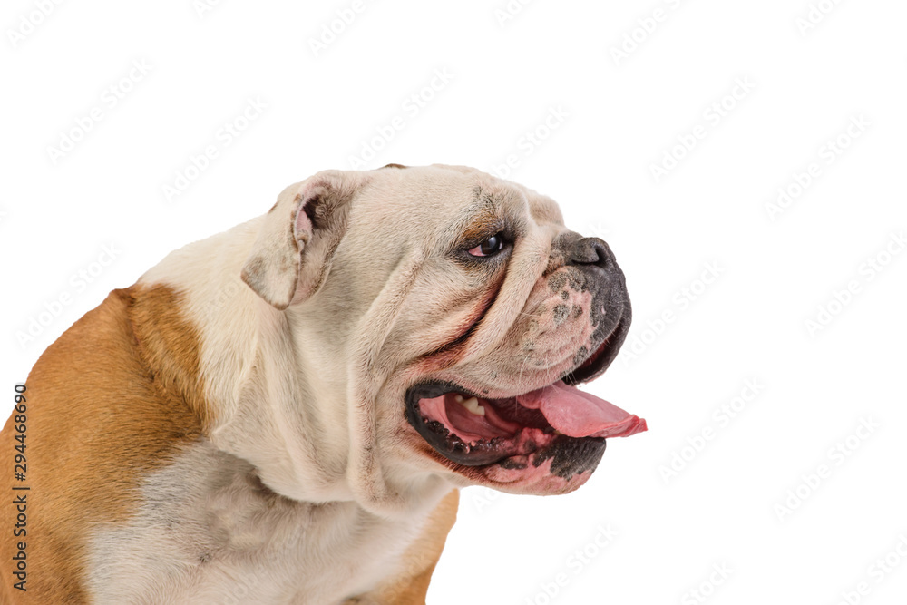 english bulldog portrait on white background