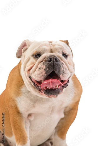 english bulldog portrait on white background