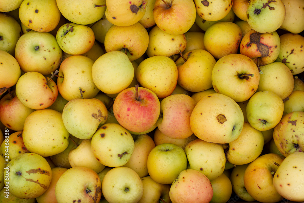 Background of yellow apples with scab and aunts. Background of yellow apples with scab and aunts.