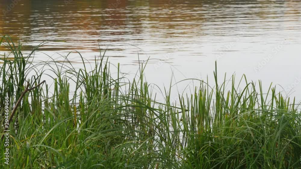 Autumn Green Grass Swaying From The Wind Against A Pond. Autumn Green Grass Swaying From The Wind Against A Pond.