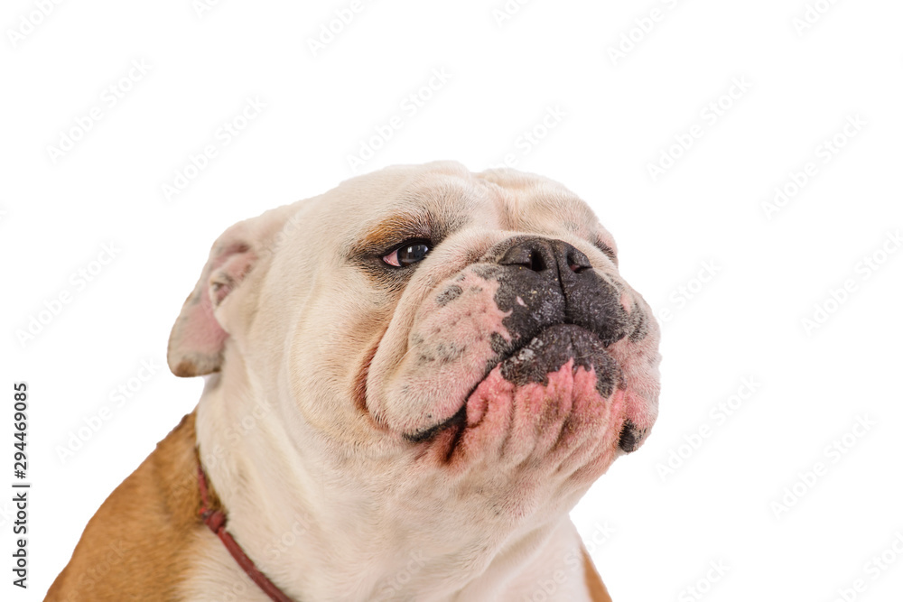 english bulldog portrait on white background english bulldog portrait on white background