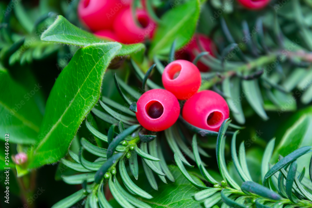 Εκτύπωση καμβά The european yew or taxus baccata tree branch with the red berries