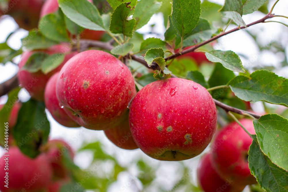 large ripe apples clusters hanging heap on a tree branch in an intense apple orchard. Dewdrops. Vitamins. Vegetarian large ripe apples clusters hanging heap on a tree branch in an intense apple orchard. Dewdrops. Vitamins. Vegetarian