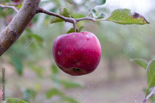 large ripe apples clusters hanging heap on a tree branch in an intense apple orchard. Dewdrops. Vitamins. Vegetarian