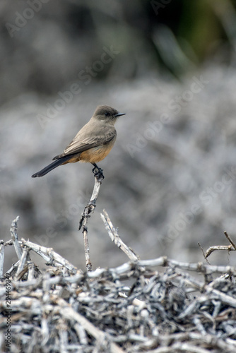 Small Say's Phoebe bird perched on very top of a thin branch with a perfect vantage point to look over the lagoon. © motionshooter