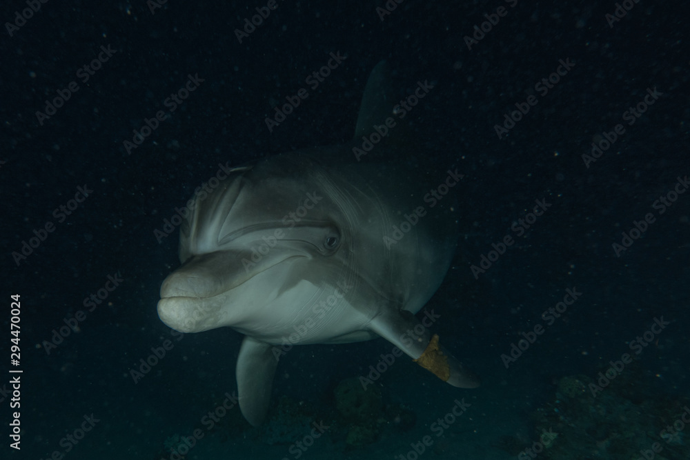 Fototapeta premium Dolphin swimming with divers in the Red Sea, Eilat Israel