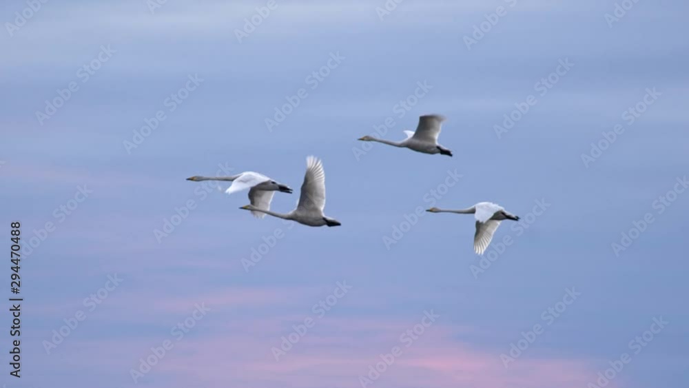 Slow motion shot of swans flying over blue sky background Slow motion shot of swans flying over blue sky background