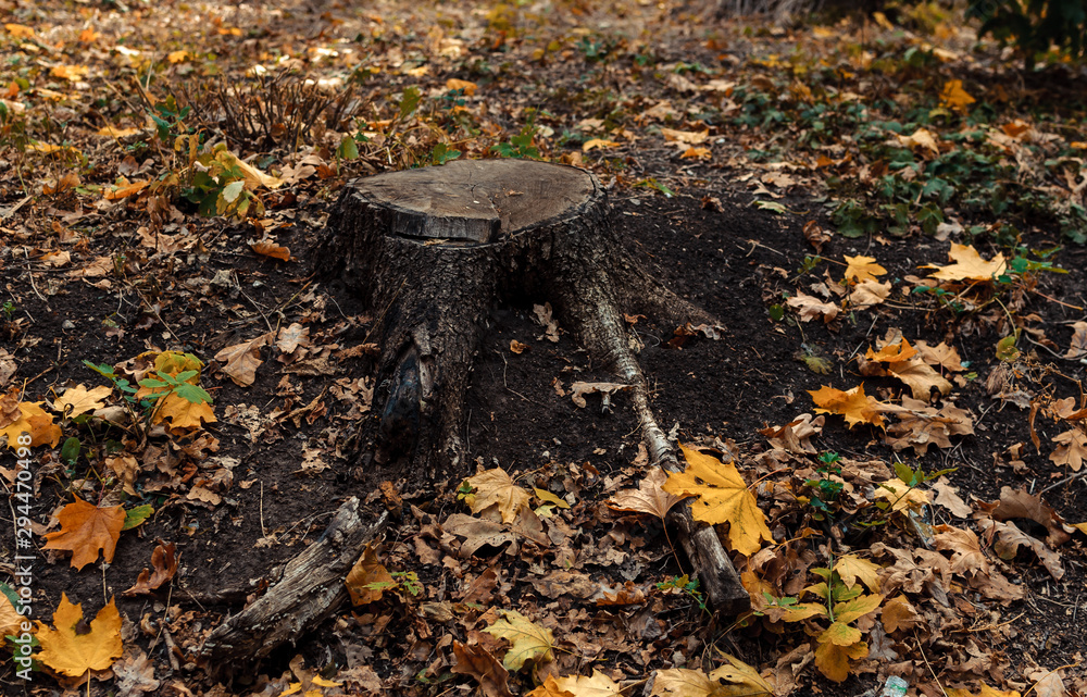 Obraz premium natural view of a stump and yellow maple leaves in the autumn forest. Wooden stump with autumn leaves and forest on a background of nature. Beautiful autumn scene, template for design. Copy space