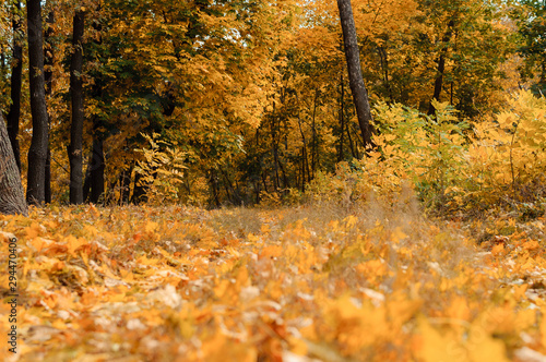 Autumn sunny landscape. Road to yellow forest. Autumn park of trees and fallen autumn leaves on the ground in the park on a sunny October day.template for design.