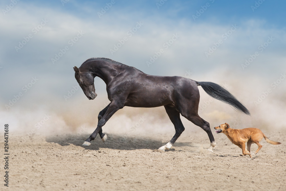 Akhal teke Horse run with dog in desert dust Akhal teke Horse run with dog in desert dust