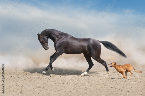 Akhal teke Horse run with dog in desert dust © kwadrat70